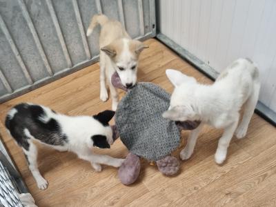 Three Husky puppies for sale in Wexford