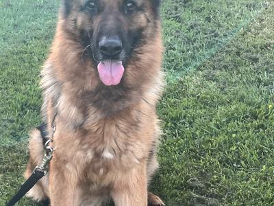 Top Quality German Shepherd puppies in Waterford