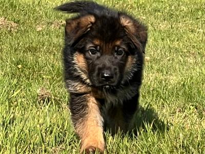 Top Quality German Shepherd puppies in Waterford