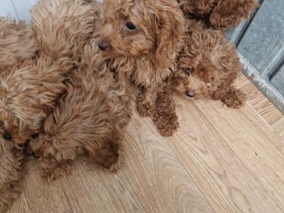 Cavapoo puppies for sale in Wexford