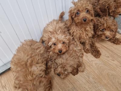 Cavapoo puppies for sale in Wexford