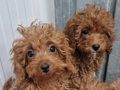 Cavapoo puppies for sale in Wexford