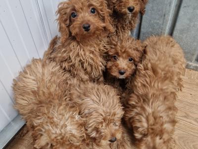 Cavapoo puppies for sale in Wexford