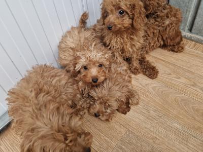 Cavapoo puppies for sale in Wexford