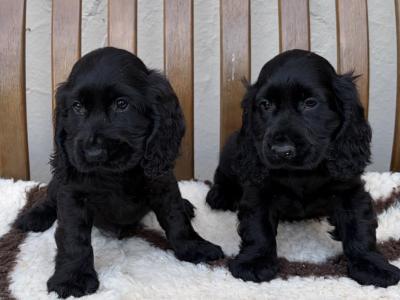 IKC Registered Cocker Spaniel puppies
