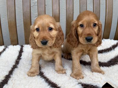 IKC Registered Cocker Spaniel puppies