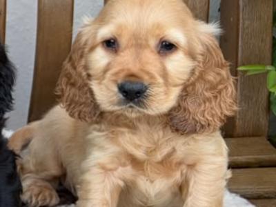 IKC Registered Cocker Spaniel puppies