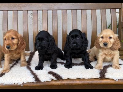 IKC Registered Cocker Spaniel puppies