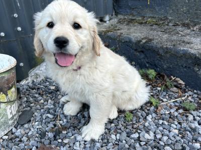 IKC Golden Retriever Puppies