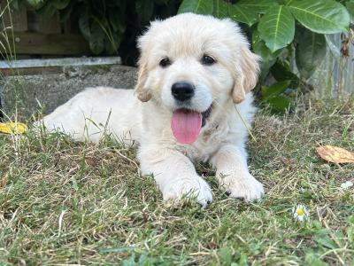 IKC Golden Retriever Puppies