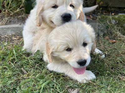 IKC Golden Retriever Puppies