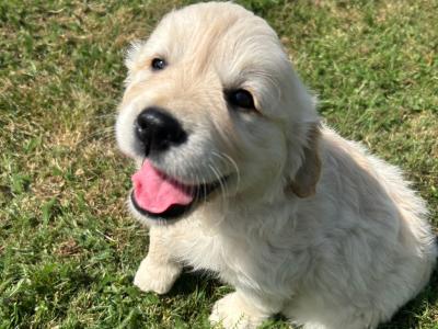 IKC Golden Retriever Puppies