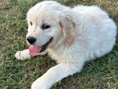 IKC Golden Retriever Puppies