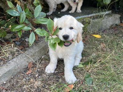 IKC Golden Retriever Puppies