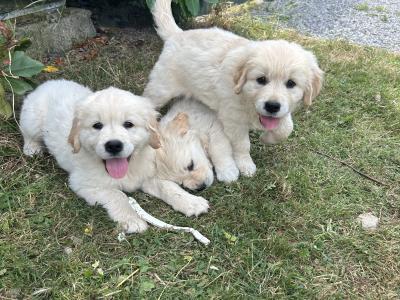 IKC Golden Retriever Puppies