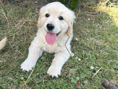 IKC Golden Retriever Puppies