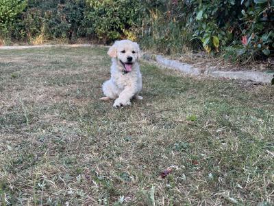 IKC Golden Retriever Puppies