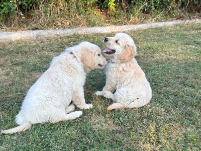 IKC Golden Retriever Puppies