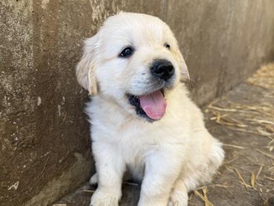 IKC Pending. Pure Bred Golden Retriever Pups.