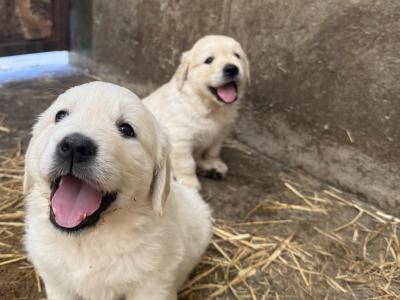 IKC Pending. Pure Bred Golden Retriever Pups.