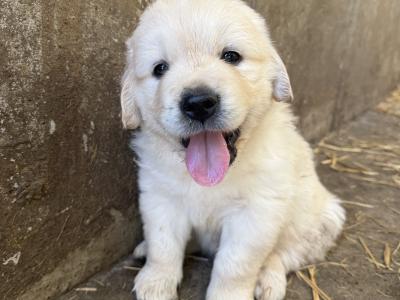 IKC Pending. Pure Bred Golden Retriever Pups.