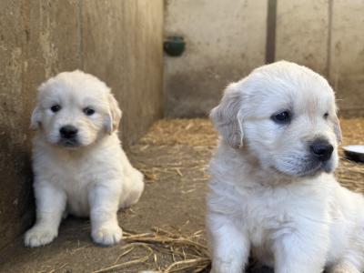 IKC Pending. Pure Bred Golden Retriever Pups.