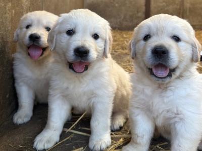IKC Pending. Pure Bred Golden Retriever Pups.