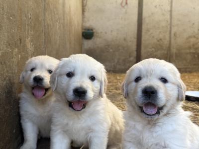 IKC Pending. Pure Bred Golden Retriever Pups.