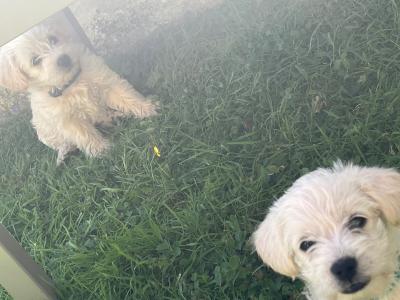 Westipoo puppies