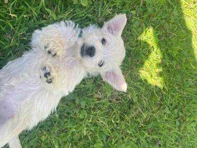 Westipoo puppies