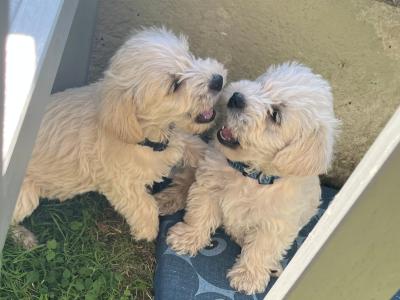 Westipoo puppies