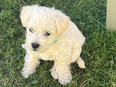 Westipoo puppies