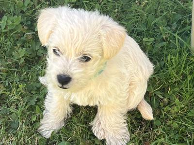 Westipoo puppies in Wexford