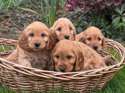 Gorgeous Cockapoo puppies in Carlow