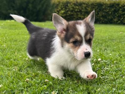 IKC Registered Welsh Corgi Pembroke puppies in Wexford
