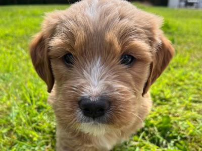 Golden Shoodle puppies 🐶 in Cavan
