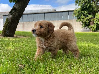 Golden Shoodle puppies 🐶 in Cavan