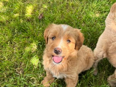 Golden Shoodle puppies 🐶 in Cavan