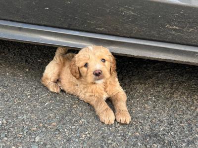Golden Shoodle puppies 🐶 in Cavan