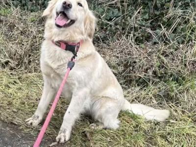 Golden Shoodle puppies 🐶 in Cavan