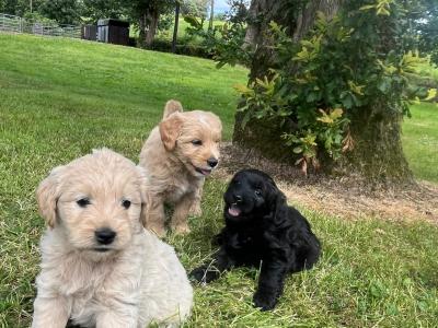 Golden Shoodle puppies 🐶 in Cavan