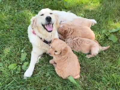 Golden Shoodle puppies 🐶 in Cavan