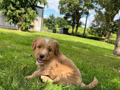 Golden Shoodle puppies 🐶 in Cavan