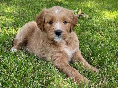 Golden Shoodle puppies 🐶 in Cavan