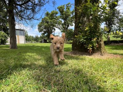 Golden Shoodle puppies 🐶 in Cavan