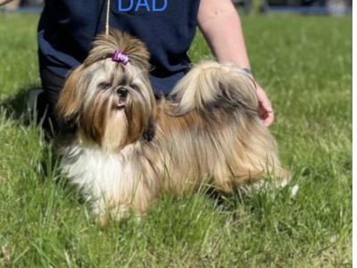 2 IKC Registered Pedigree Shih Tzu puppies in Dublin