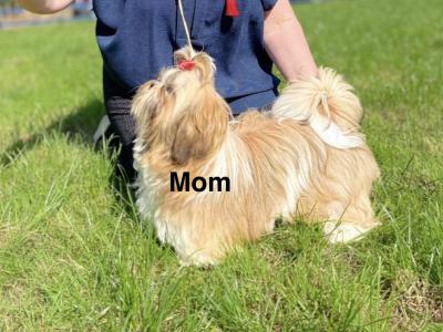 2 IKC Registered Pedigree Shih Tzu puppies in Dublin