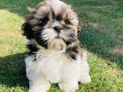 2 IKC Registered Pedigree Shih Tzu puppies in Dublin