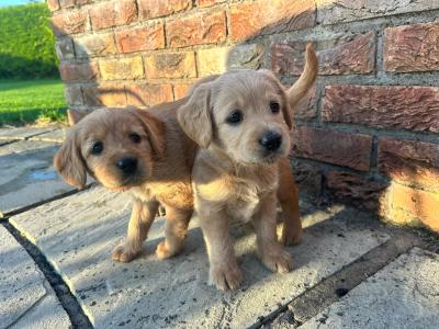 Labradoodle puppies in Kilkenny 2 male + 2 female