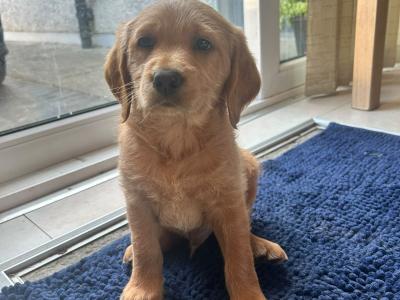 Labradoodle puppies in Kilkenny 2 male + 2 female